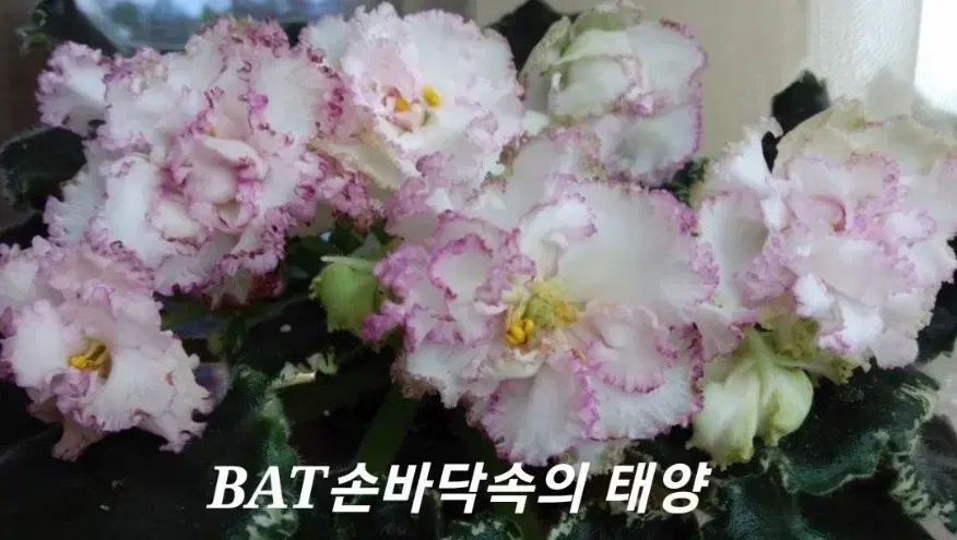 러시아바이올렛 BAT손바닥속의태양(제라늄 X)